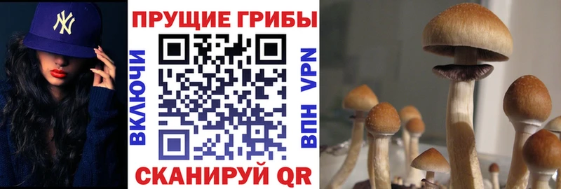 Купить где  Сорск  Псилоцибиновые грибы мухоморы 
